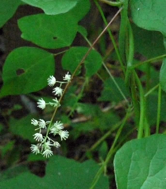 image of Menispermum canadense, Moonseed, Yellow Parilla