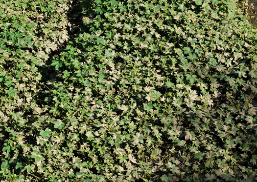 image of Humulus scandens, Japanese Hops