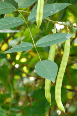 image of Apios americana, American Groundnut, Common Groundnut