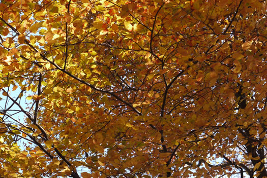 image of Amelanchier laevis, Smooth Serviceberry, Allegheny Serviceberry