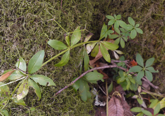 image of Galium triflorum, Sweet-scented Bedstraw, Fragrant Bedstraw