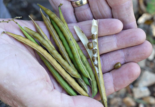 image of Apios americana, American Groundnut, Common Groundnut