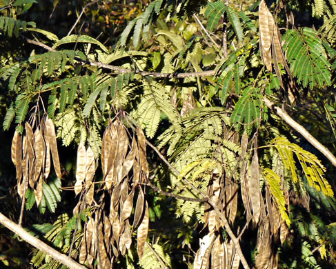 image of Albizia julibrissin, Mimosa, Silktree, Albizia