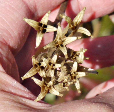 image of Oenothera biennis, Common Evening-primrose