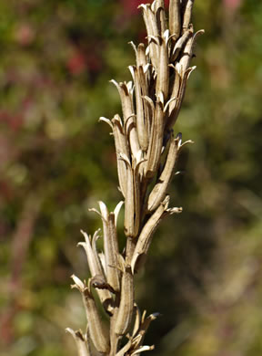 image of Oenothera biennis, Common Evening-primrose