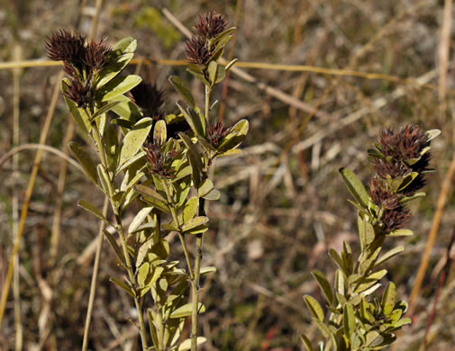 image of Lespedeza capitata, Round-headed Lespedeza, Roundhead Bush-clover, Silvery Bush-clover