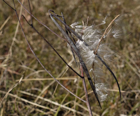 image of Apocynum cannabinum, Indian-hemp, Hemp Dogbane, Marion's Weed