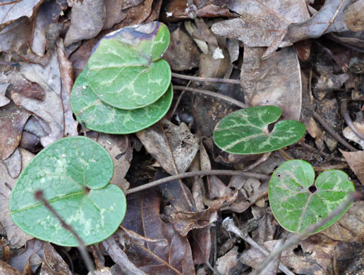 image of Hexastylis naniflora, Dwarf-flower Heartleaf