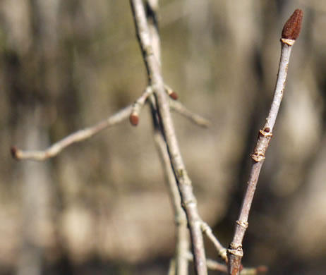 image of Viburnum rufidulum, Rusty Blackhaw, Blue Haw, Southern Blackhaw, Rusty Haw