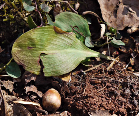 image of Chamaelirium luteum, Fairywand, Devil's Bit