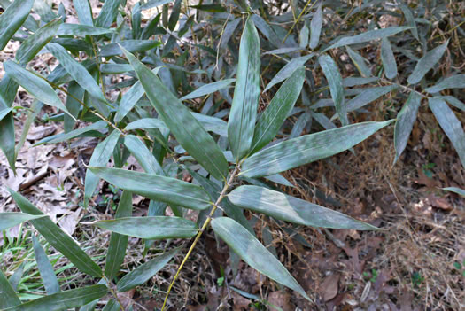 image of Phyllostachys bambusoides, Giant Timber Bamboo, Japanese Timber Bamboo