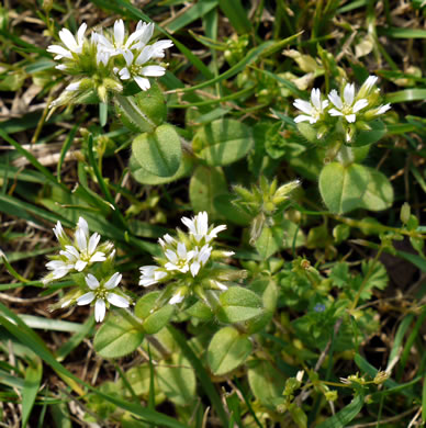 image of Cerastium glomeratum, Sticky Mouse-ear, Sticky Chickweed, Sticky Mouse-ear Chickweed