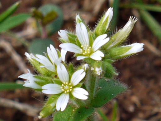 image of Cerastium glomeratum, Sticky Mouse-ear, Sticky Chickweed, Sticky Mouse-ear Chickweed