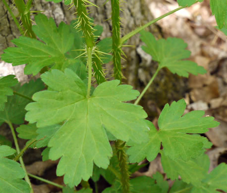 image of Ribes echinellum, Miccosukee Gooseberry, Spiny Gooseberry, Florida Gooseberry