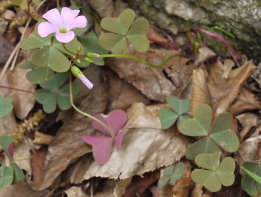 image of Oxalis violacea, Violet Wood-sorrel