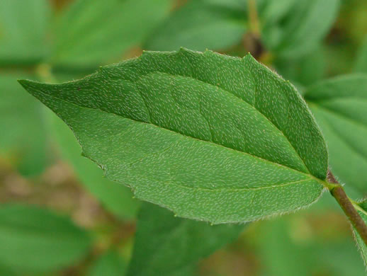 Hairy Mock-orange