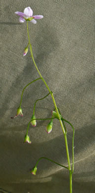 image of Claytonia virginica var. virginica, Spring-beauty