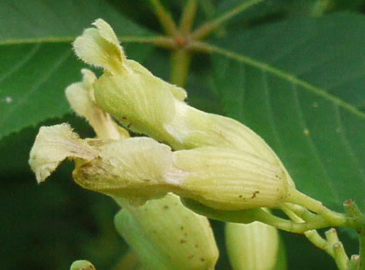 image of Aesculus sylvatica, Painted Buckeye