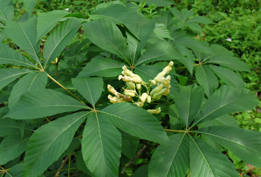 image of Aesculus sylvatica, Painted Buckeye