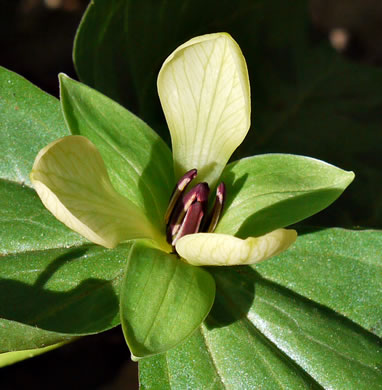 image of Trillium discolor, Pale Yellow Trillium, Faded Trillium, Small Yellow Toadshade, Savannah River Trillium