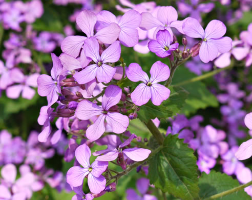 image of Lunaria annua, Money Plant, Annual Honesty, Silver-dollar Plant