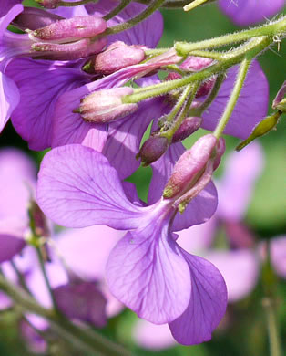 image of Lunaria annua, Money Plant, Annual Honesty, Silver-dollar Plant