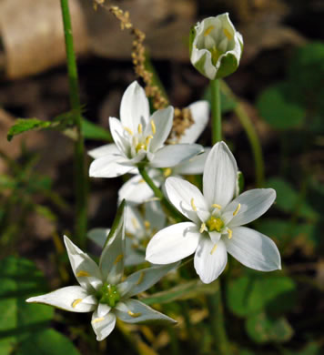 image of Ornithogalum umbellatum, Garden Star-of-Bethlehem, Snowflake, Nap-at-noon