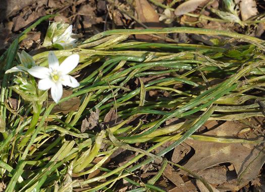 image of Ornithogalum umbellatum, Garden Star-of-Bethlehem, Snowflake, Nap-at-noon