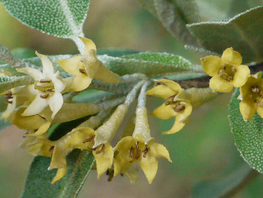 image of Elaeagnus umbellata, Autumn-olive, Spring Silverberry, Oriental Silverleaf