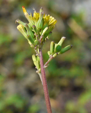 image of Youngia japonica, Asiatic Hawksbeard, Youngia, Japanese Crepis, Oriental False Hawksbeard