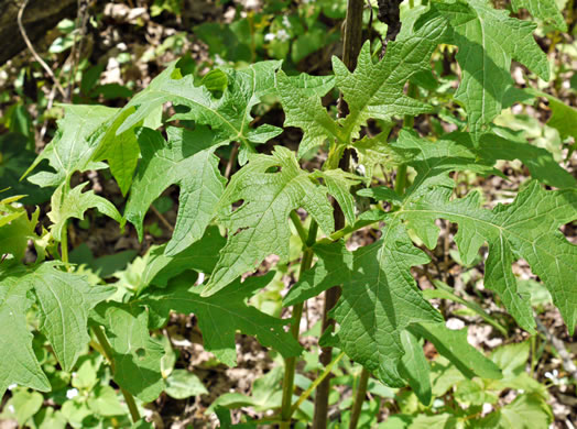 image of Smallanthus uvedalia, Bearsfoot, Hairy Leafcup, Yellow Leafcup