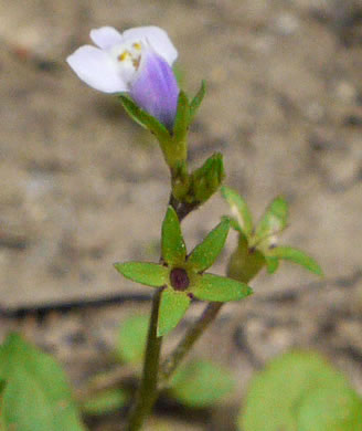 image of Mazus pumilus, Japanese Mazus