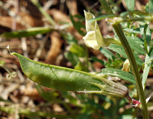 image of Vicia grandiflora, Bigflower Vetch, Large Yellow Vetch