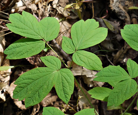 image of Caulophyllum thalictroides, Common Blue Cohosh, Papooseroot, Green Vivian