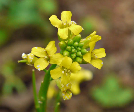 image of Barbarea vulgaris, Yellow Rocket-cress, Common Winter-cress, Yellow Rocket, Creasy