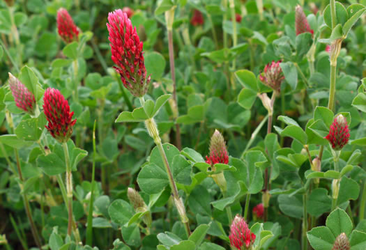 image of Trifolium incarnatum, Crimson Clover