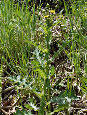 image of Sonchus asper, Prickly Sowthistle, Spiny-leaf Sowthistle