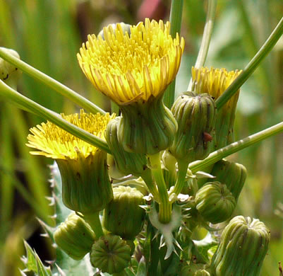 image of Sonchus asper, Prickly Sowthistle, Spiny-leaf Sowthistle