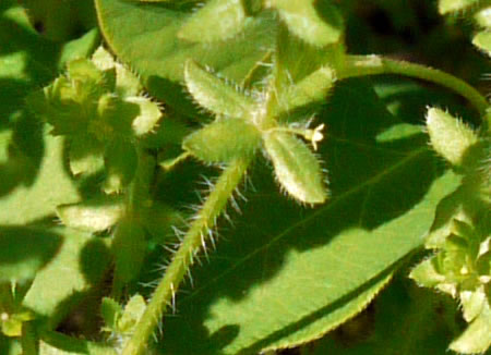 image of Galium pedemontanum, Piedmont Crosswort, Piedmont Bedstraw