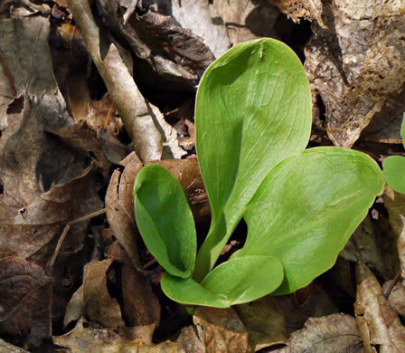 image of Chamaelirium luteum, Fairywand, Devil's Bit