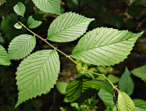 image of Ulmus rubra, Slippery Elm, Red Elm