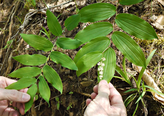 image of Maianthemum racemosum, False Solomon's Seal, Eastern Solomon's Plume, May-plume