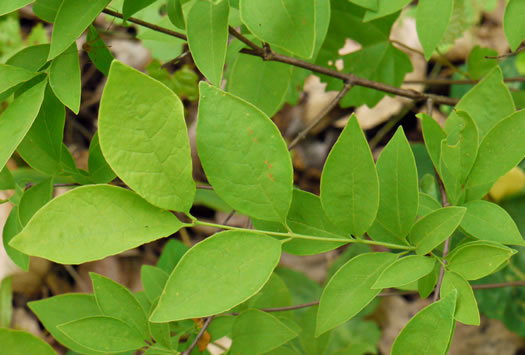 image of Nestronia umbellula, Nestronia, Conjurer's-nut, Leechbush, Indian-olive