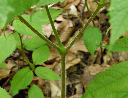 image of Astilbe biternata, Appalachian False Goatsbeard, Appalachian Astilbe