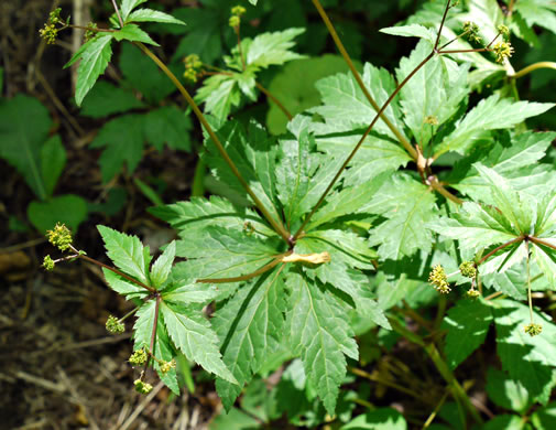 image of Sanicula odorata, Clustered Snakeroot, Clustered Sanicle, Yellow-flowered Snakeroot, Fragrant Snakeroot