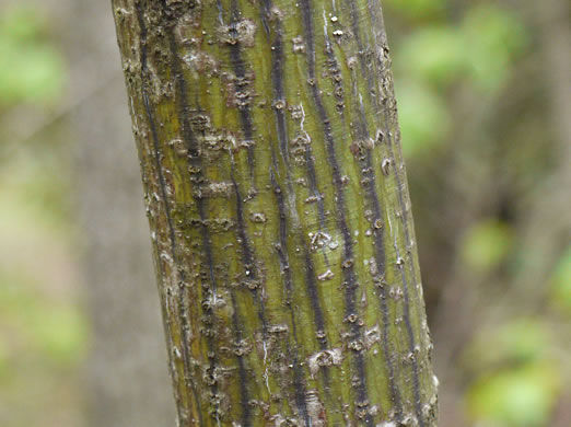 image of Acer pensylvanicum, Striped Maple, Moosewood