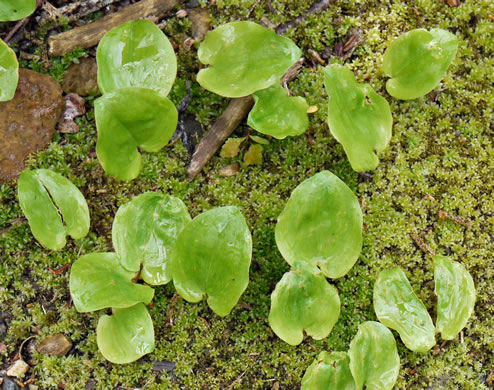 image of Maianthemum canadense, Canada Mayflower, "False Lily-of-the-valley", "Wild Lily-of-the-valley"