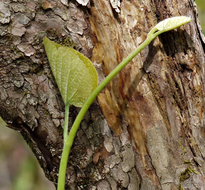 image of Isotrema macrophyllum, Dutchman's Pipe, Pipevine