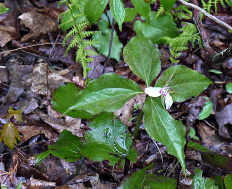 image of Trillidium undulatum, Painted Trillium, Striped Wake-robin