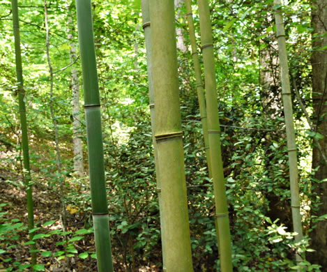 image of Phyllostachys aurea, Golden Bamboo, Fishpole Bamboo